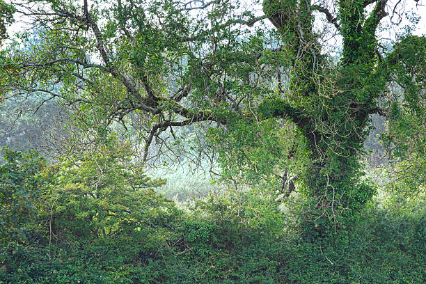 Thick vegetation provides a natural barrier and prevents access to the land beyond.