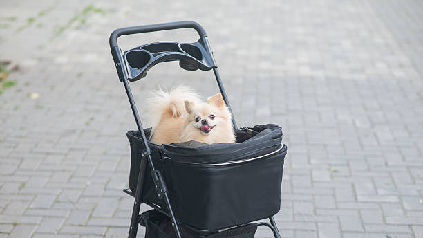 istock Cute spitz dog in pet stroller outdoors. 2235597477
