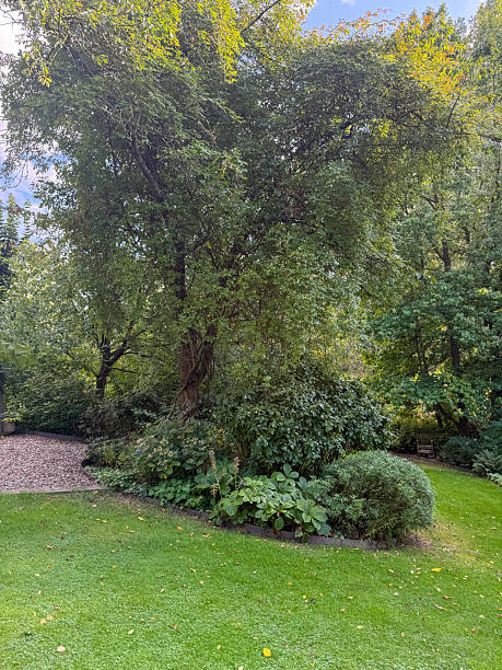 istock Enlgish green garden with multpiple type of trees and plants 2235598021