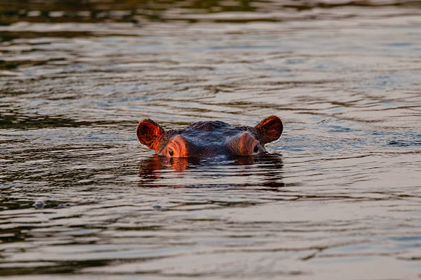 istock Hippo in the water 2235598605