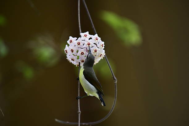 istock White-bellied Sunbird in a remarkable moment, hanging upside down to drink nectar from a cluster of Hoya flowers. 2235599540