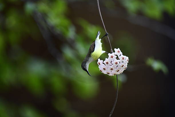 istock White-bellied Sunbird in a remarkable moment, hanging upside down to drink nectar from a cluster of Hoya flowers. 2235599557