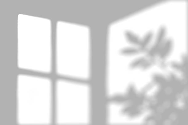 Shadow of a window and leaves casting on a white surface.