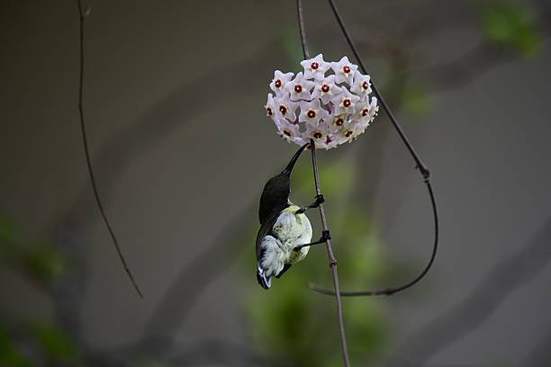 istock White-bellied Sunbird in a remarkable moment, hanging upside down to drink nectar from a cluster of Hoya flowers. 2235600180