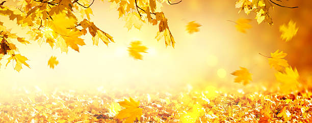 istock Fall autumn maple tree foliage on blurred background, leaves flying on wind, autumnal wide banner with copy space. 2235602814