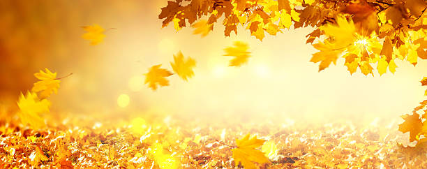 istock Fall autumn maple tree foliage on blurred background, leaves flying on wind, autumnal banner with copy space. 2235602822