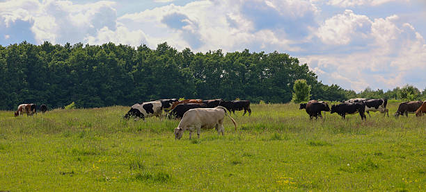 Cows peacefully graze on a green meadow surrounded by a forest under a blue sky with white clouds. The rural landscape, filled with tranquility and natural beauty, is perfect for illustrations on the themes of agriculture, ecology, and farm life