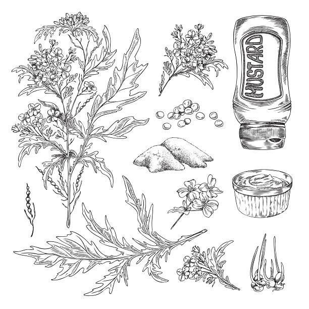 Mustard plants with leaves, dry condiment, sauce in gravy boat - sketch vector illustration isolated on white. Set of hand drawn mustard cooking ingredients - seeds and powder.