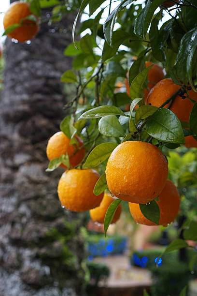 Bright, ripe oranges hang from lush green branches in a sunlit orchard located in Andalucia, Spain. The vibrant citrus fruits contrast beautifully with the dark tree bark and leaves, creating a visually striking and appealing scene. Tiny blue flowers peek out from behind the oranges, adding a delicate touch to the composition. The image captures the natural beauty and bounty of a Spanish orange grove, evoking a sense of freshness, health and vitality.