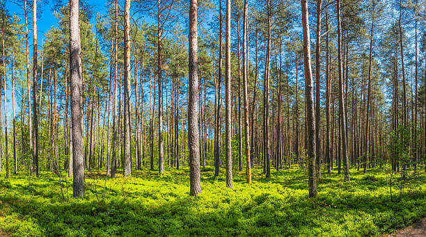 Idyllic woodland clearing pine trees fresh green undergrowth deep in the summer forest.