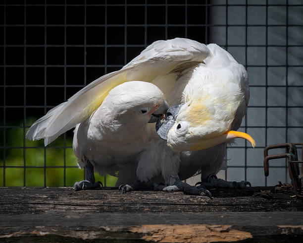 istock Sulphur Crested Cockatoo Has its Wing over its Friend 2235609628