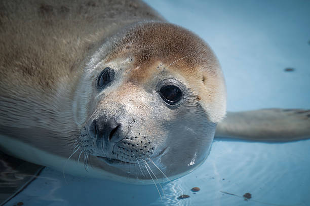 istock Rescued Young Seal Cub in Shallow Water 2235609658