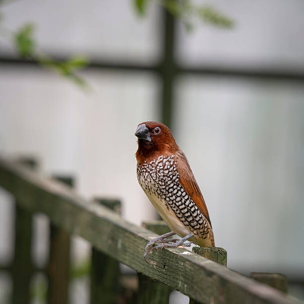istock Bengalese Finch Perched on a Fence 2235609662