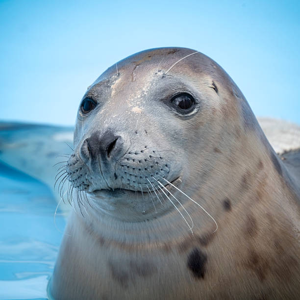 istock Rescued Young Seal Cub in Shallow Water 2235609701