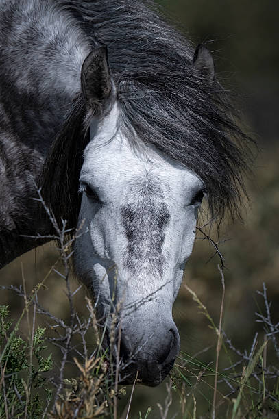 istock Close up Portrait Beautiful Wild Grey Horse 2235609771