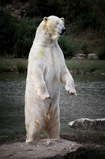 istock Polar Bear Standing Upright on a Rock 2235609884