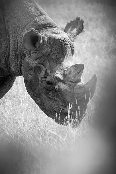 istock Black and White Close up Black Rhinoceros Walking in Grass 2235609930