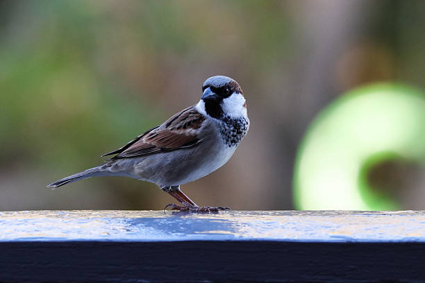 istock Male House Sparrow Bird on Handrail (Passer domesticus) 2235609937