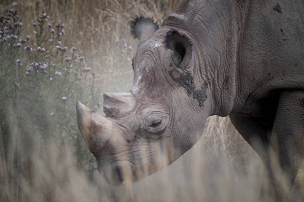 istock Close up Black Rhinoceros Walking in Grass 2235609938