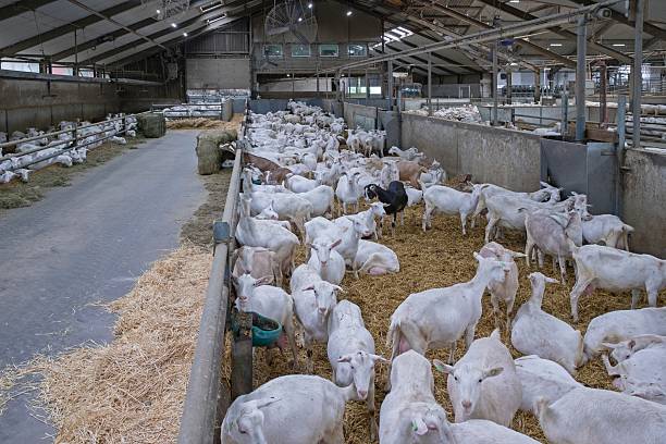 istock Goat dairy farm in the Netherlands. 2235610305