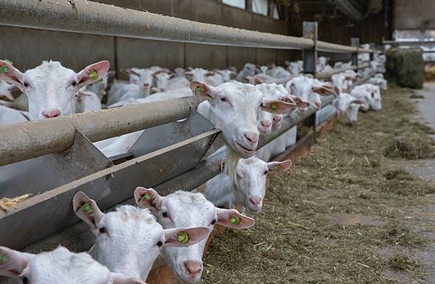 istock Goat dairy farm in the Netherlands. 2235610352