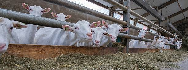 istock Goat dairy farm in the Netherlands. 2235610363