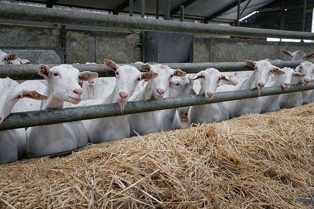 istock Goat dairy farm in the Netherlands. 2235611238