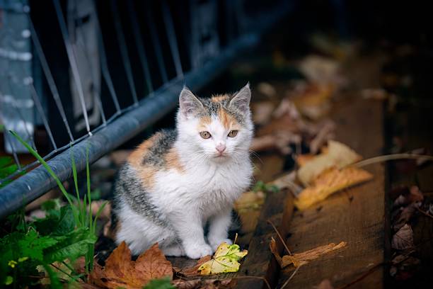 Cute kitten sitting among fallen foliage in autumn.
