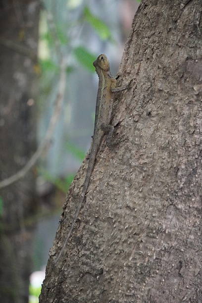 istock Green Garden Lizard Camouflaged on Tree Bark 2235611790