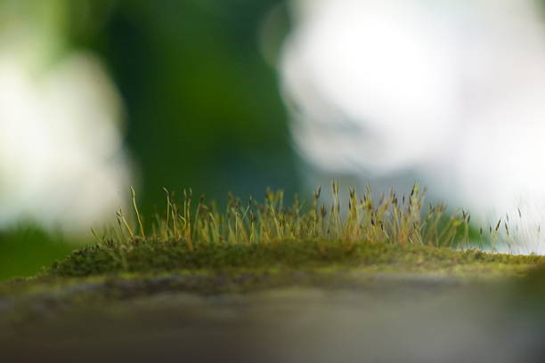 istock Macro Shot of Young Grass Shoots 2235612177