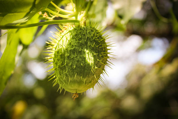 A Wild Cucumber on a vine in late summer with bokeh light effect background and space for copy. Nature's unique pods, shapes, textures and forms. concept of biology and resilience. Biology, adaptation, and protection.