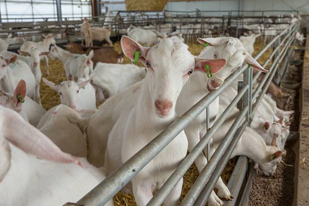istock Goat dairy farm in the Netherlands. 2235612488