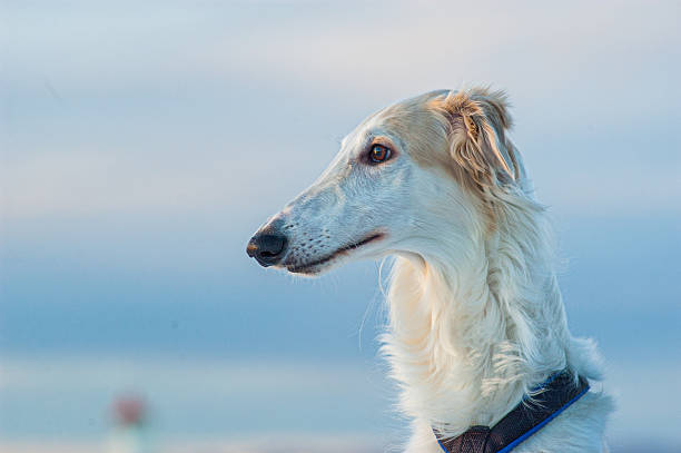 profile view of a white borzoi dog with blue sky background.