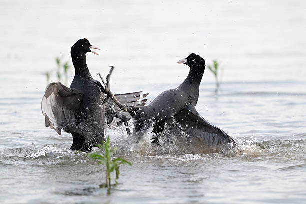 istock Coots Fighting Over Territory During Breeding Season 2235612866