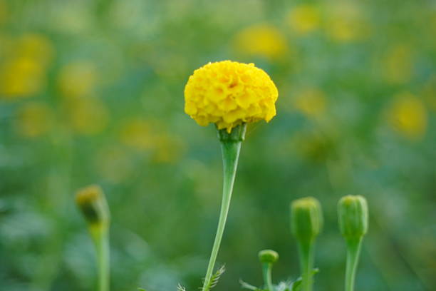 Closeup Yellow Marigold with Bokeh Field Background