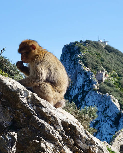 istock Curious Barbary Macaque Monkey Sitting on Rock with Gibraltar Cable Car Station in Background, Wildlife Animal Photography from Gibraltar Nature Reserve 2235613067