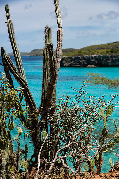 istock Cacti and blue sea at Daaibooi beach 2235614872