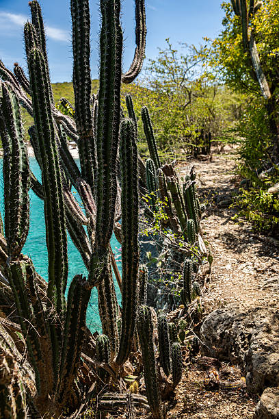 there's a narrow foot trail that leads from the beach on to the cliffs with beautiful views on the white sandy beach and the turquoise Caribbean sea