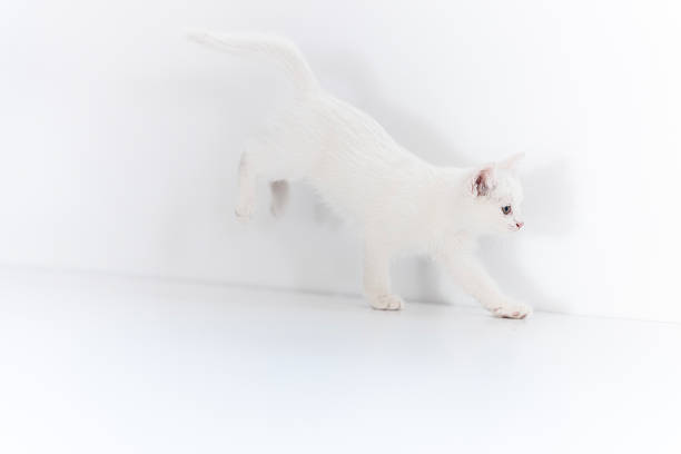 A white kitten gracefully moving on a sleek white surface, embodying playfulness and curiosity. The soft lighting enhances its fur's delicate texture, evoking a sense of innocence and joy.