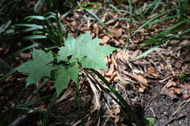 Close-up macro of a young maple plant with green lobed leaves growing from a temperate European woodland floor, illuminated by natural daylight and surrounded by grasses and dry leaves for ecology, growth, and conservation themes, no people or brands