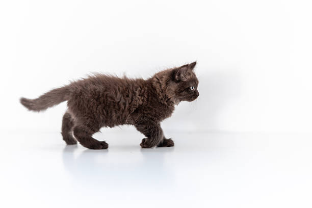 A fluffy brown kitten with vibrant fur is seen walking confidently across a plain white setting. The image captures the joyful spirit and curiosity of playful domestic cats.