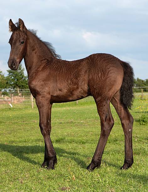 istock Young foal stallion in a Dutch meadow. 2235615509