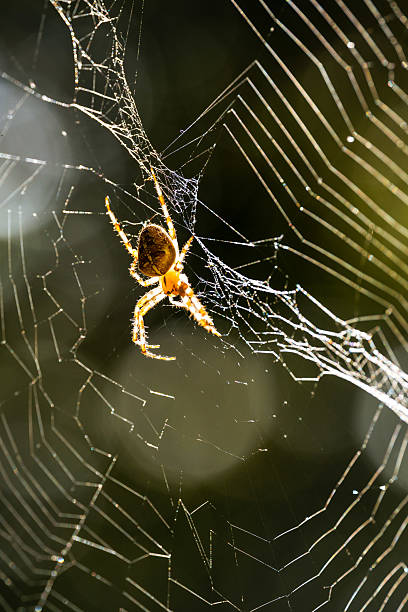 istock cross spider in autumn in front of the web 2235615525