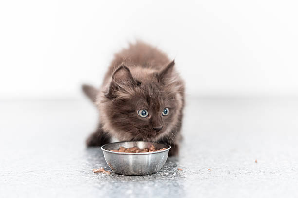 A fluffy brown kitten with bright blue eyes eats from a silver bowl on a bright surface. The scene portrays innocence, nurture, and the joy of caring for pets.
