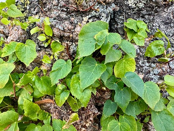 istock Green ivy leaves growing on tree bark close up 2235616379