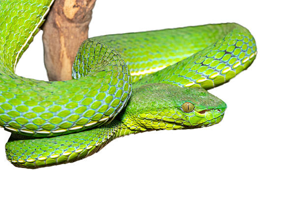 istock Vogel's pit viper (Trimeresurus vogeli), coiled on a branch 2235616750