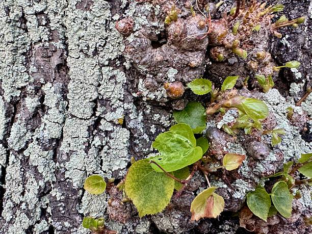 Close up of green ivy leaves sprouting on rough tree bark in natural environment