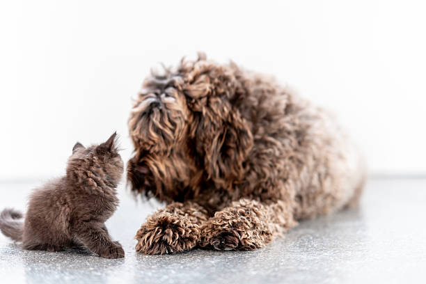 A cute brown kitten engaging with a fluffy dog in an endearing pose on the floor, showcasing tenderness and companionship between the two animals.