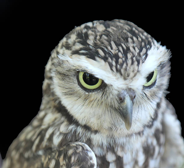 istock owl with yellow beak and enormous eyes on black background 2235617855