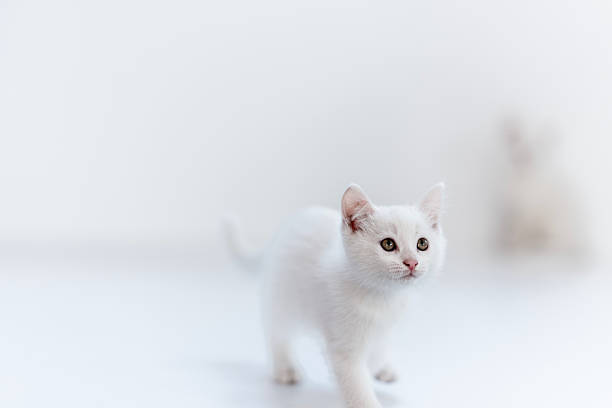 Adorable white kitten walking on a clean white background, emphasizing simplicity and purity. Features a cozy and playful atmosphere perfect for themes like pets, serenity, and minimalist aesthetics.